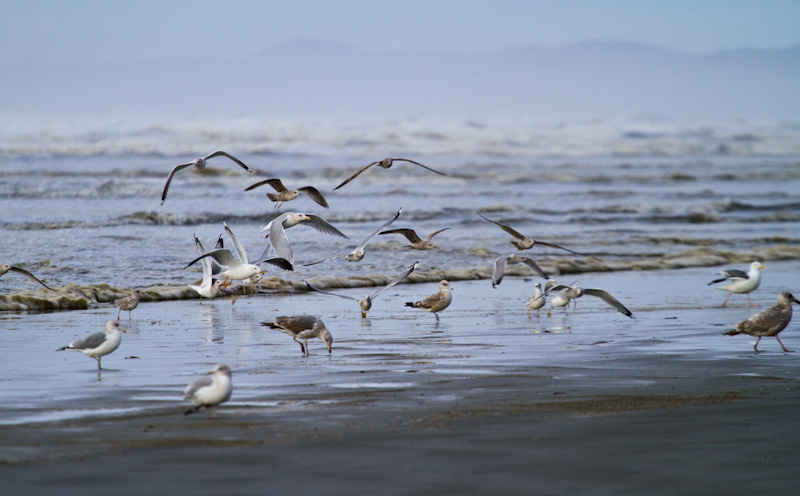 Gulls On Beach